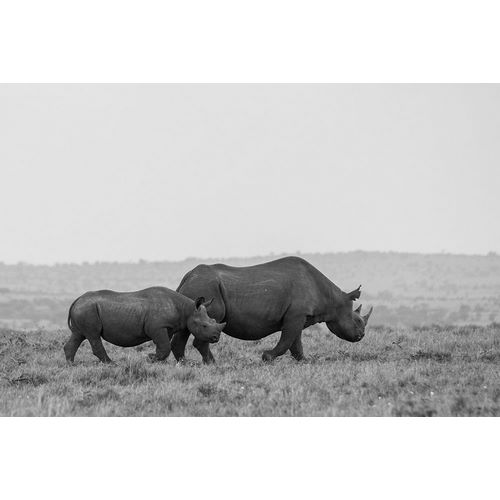 Hopkins, Cindy Miller 아티스트의 Africa-Kenya-Serengeti-Maasai Mara-Black rhinoceros-Critically endangered작품입니다.